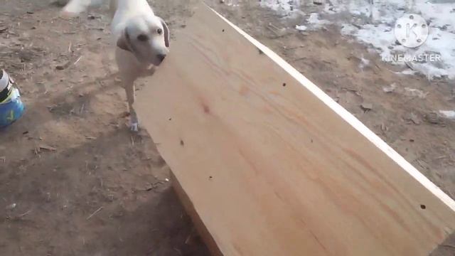 строю будку для собаки смотреть онлайн