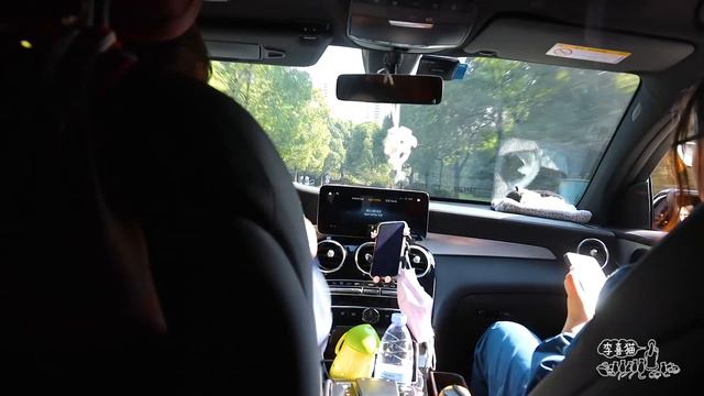 狗媽媽被鄰居棍打車撞後棄菜場任其自生自滅，為見小狗忍痛徒步20里｜李喜猫 смотреть онлайн