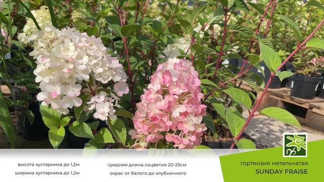 Гортензия Сандей Фрайз - топовый сорт с невероятным цветением! смотреть онлайн