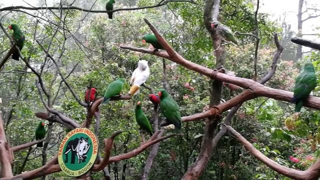 Taman Safari in Cisarua, West Java, Indonesia смотреть онлайн
