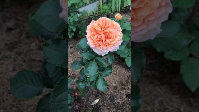 Роза Белль Д’Анжу/Belle D’Anjou. Массад. Цветение первогодки. смотреть онлайн