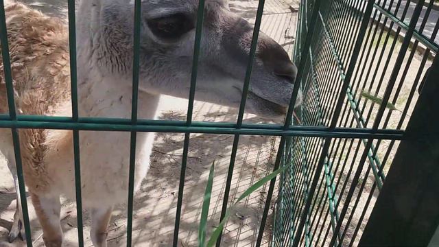 Мы все Зоопарк Николаев 3 и жаль Телф. сел смотреть онлайн