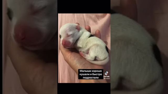 Рождение/Щенки Джек Рассел терьер ДРТ смотреть онлайн