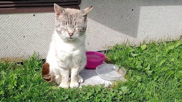 Котофеевка - кошачий рай! После дождя... смотреть онлайн