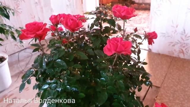 Забрала мужа//Как любят сбаки//Едим//Сидим без света//Работаем смотреть онлайн