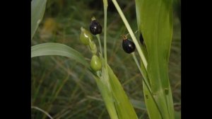 КОИКС, или БУСЕННИК  (COIX)  сем. Злаки