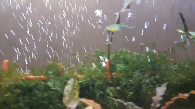 Макрогнатус в ударе| аквариумные рыбки смотреть онлайн