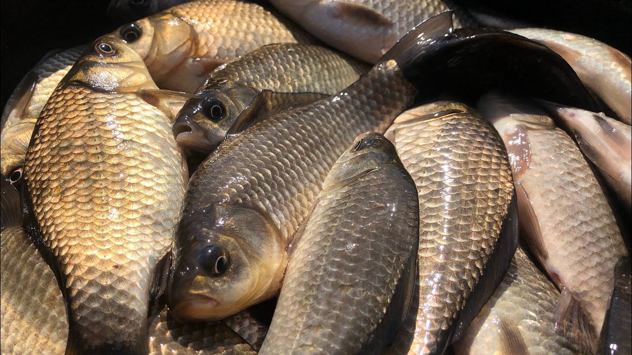 РЫБАЛКА на КАРАСЯ в Апреле / Наловил КАРАСЯ на фидер смотреть онлайн