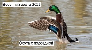 Весенняя охота 2023. Утрянка