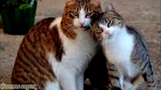 ➤ Как найти кота на улице и почему не надо паниковать раньше времени ➤ Потерялся кот смотреть онлайн