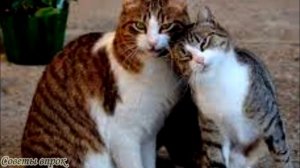 ➤ Как найти кота на улице и почему не надо паниковать раньше времени ➤ Потерялся кот