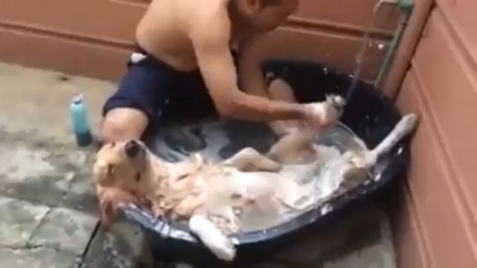 Собачий SPA смотреть онлайн