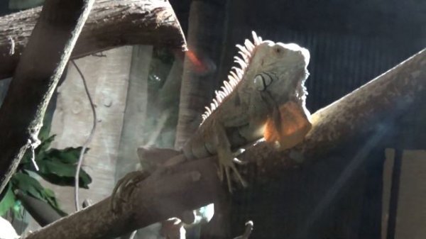 Игуана (Iguana)