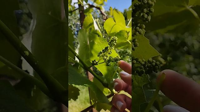 Гомель,Речица. отдых на выходных(3) смотреть онлайн