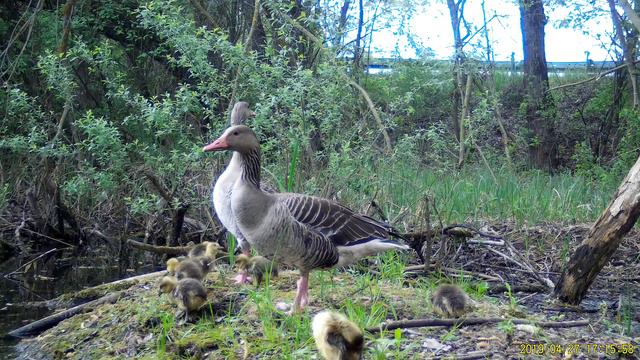 Hus divá (Anser anser), 27.4.2019, Kremenica смотреть онлайн