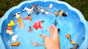 Lots of Zoo Wild Animals For Children With Real Safari Animal Videos