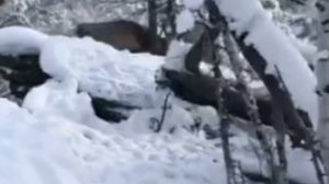 Охота на изюбря с лайками. Зверь на отстое.