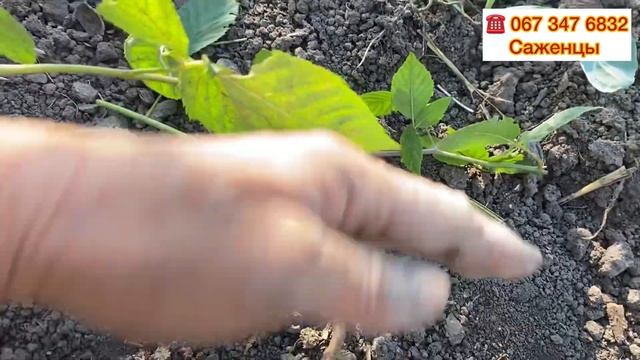 ПОСАДКА ЕЖЕВИКИ осенью, особенности и нюансы//Как правильно сажать Ежевику//Купить саженцы Ежевики смотреть онлайн