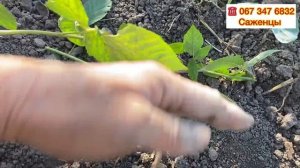 ПОСАДКА ЕЖЕВИКИ осенью, особенности и нюансы//Как правильно сажать Ежевику//Купить саженцы Ежевики