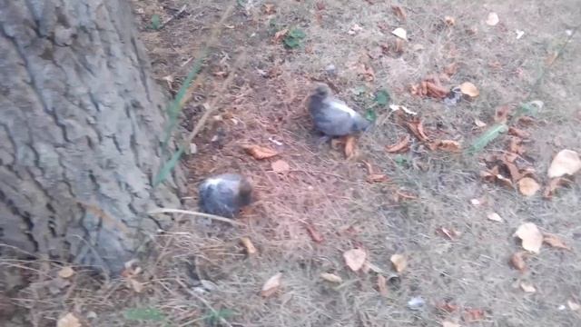 Как выглядят птенцы голубей смотреть онлайн
