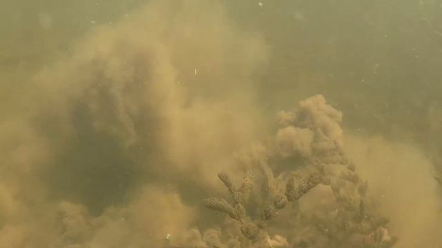 Смотреть до конца, видео не для слабонервных. Трофей подводной охоты. смотреть онлайн