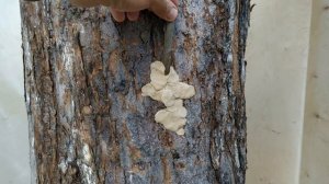 Прививка на ствол Старого Дерева Летом // Grafting on the trunk of an old tree in summer