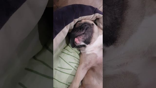 Так сладко храпеть могут только французские бульдоги :) ?? смотреть онлайн