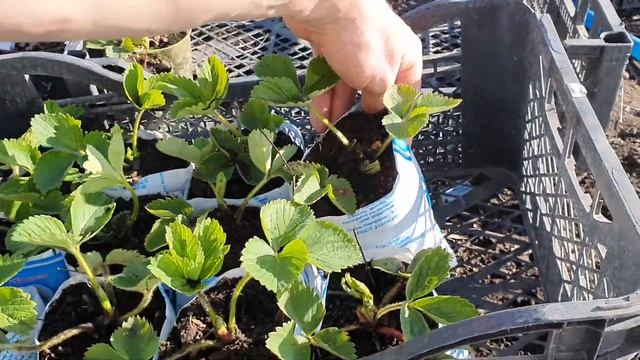 пакет из под молока смотреть онлайн