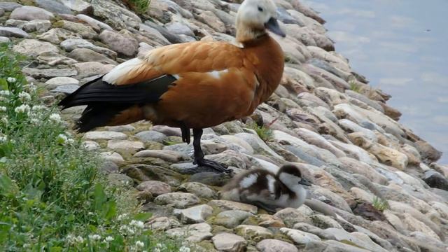 Птенец огаря делает ласточку