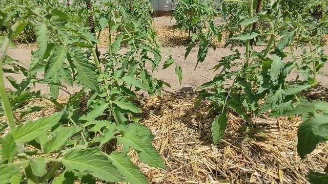 Как облегчить труд в огороде. Я избавилась от травы на дорожках и грядках. Не рыхлю.Сократила полив смотреть онлайн