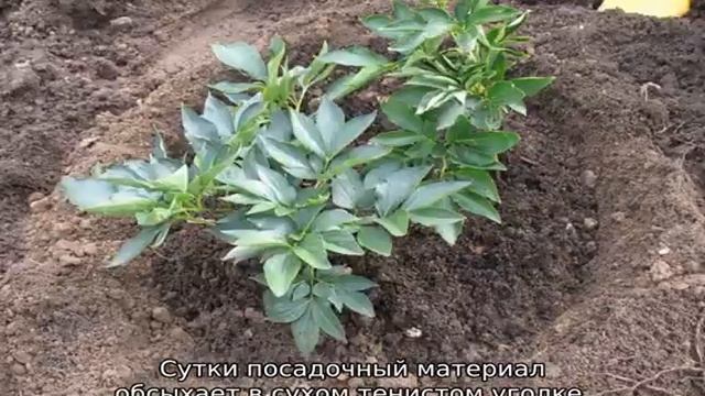 Когда пересаживать пионы смотреть онлайн