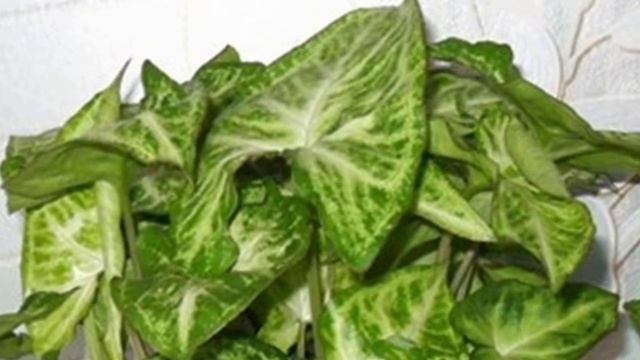 Желтеет и сохнет сингониум? Почему и что делать? смотреть онлайн