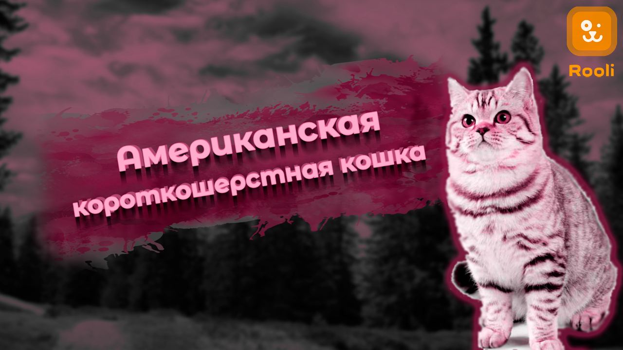 Любовь и ласка: Жизнь с американской короткошерстной кошкой смотреть онлайн