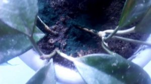 Спирулина.Самая эффективная подкормка для комнатных цветов.