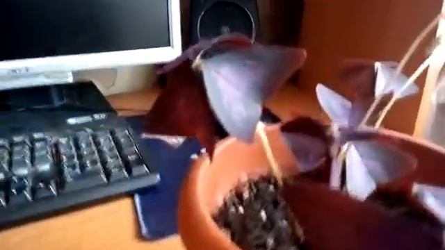 И снова о кислицах... смотреть онлайн