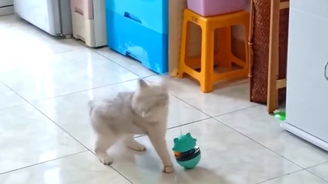 Интерактивные игрушки для кошек, неваляшка, кормушка, трек для кошек, товары для животных смотреть онлайн