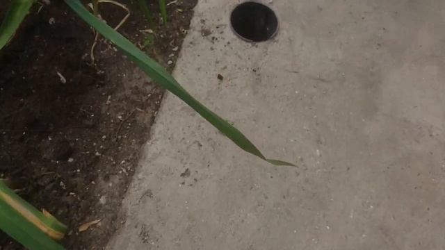 Ювелирка 0038 -  Горелки, как выбрать и использовать. Обустройство ювелирной мастерской 1 часть