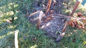 Влагозарядный полив винограда ВОСТОРГ поэтапное развитие куста 28.10.2014
