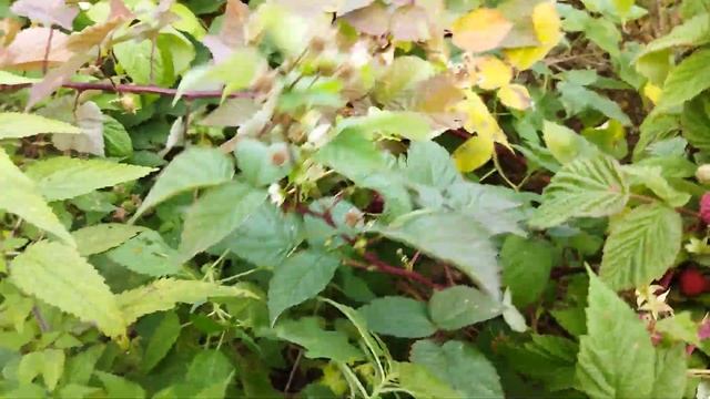 Малина Квелли, Кванза, Кримсон Найт, Жозефина, Поранна Роса, Марастар на 30сентября. Ульяновская об смотреть онлайн