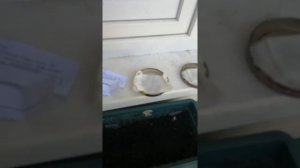 Хмель с AliExpress. Растим хмель с алика. От семячка до куста.