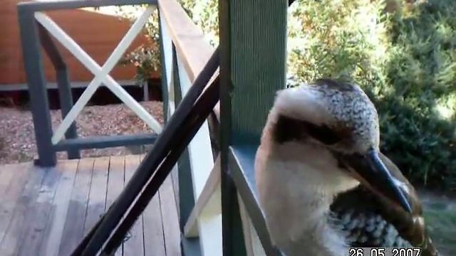 Kookaburra смотреть онлайн