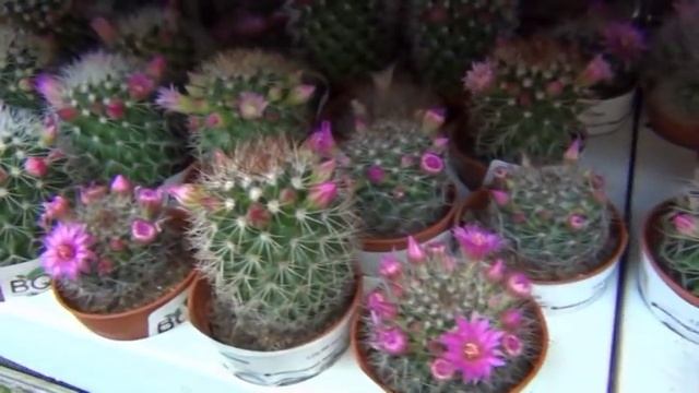 ОБИ Обзор для ЦВЕТОМАНОВ Obi Огромный ВЫБОР 2019 Орхидея смотреть онлайн