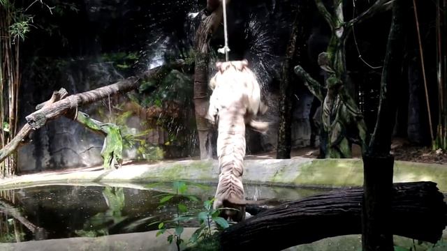 ЗООПАРК ТАИЛАНД ПАТТАЯ 2018 смотреть онлайн