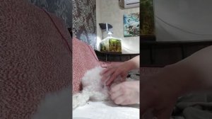 Роды той пуделя.