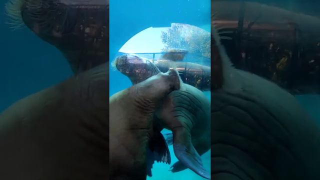 Русалочки в Московском зоопарке. Обратите внимание на задние лапки в полёте) Потрясающие гиганты! смотреть онлайн