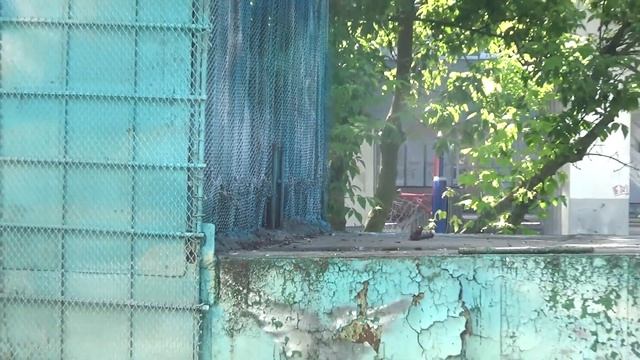 Голубятня у пруда. Красивая голубка-потеряшка. смотреть онлайн