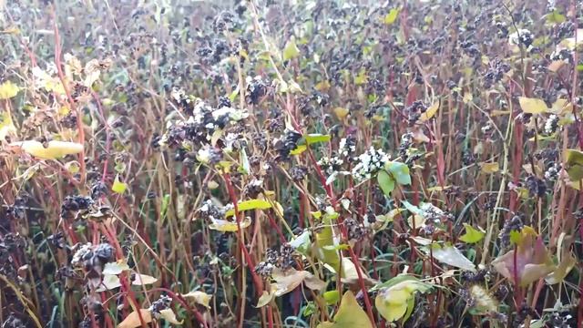 Осенний сев 2022.mp4