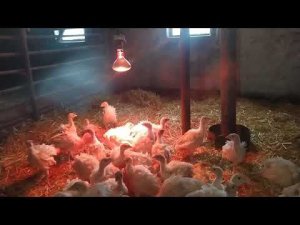 Индюшата 1 месяц порода Хайбрид  Конвертер Канада. Содержание и уход.