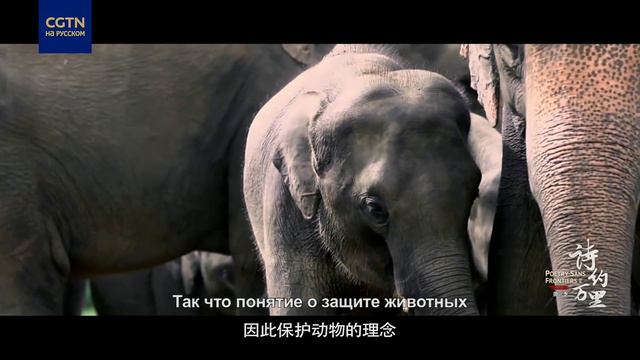 Посол Шри-Ланки в Китае смотреть онлайн