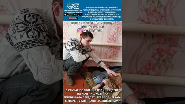 Избитой в Белореченске собаке требуется помощь смотреть онлайн